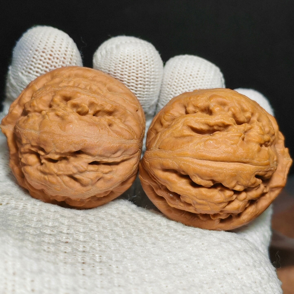 Tyrannosaurus Rex Wenwan Walnut · 35mm · Natural · Sourcing Pick