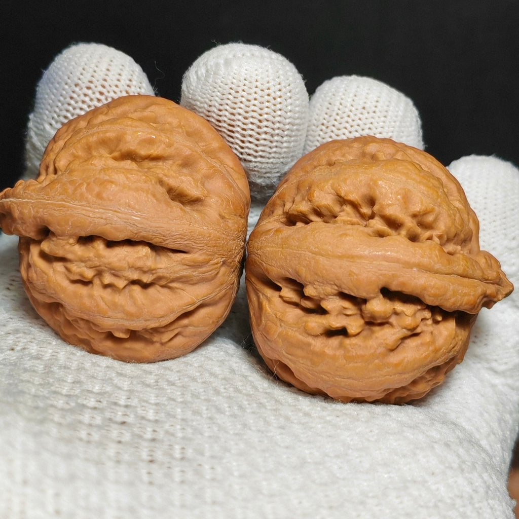 Tyrannosaurus Rex Wenwan Walnut · 35mm · Natural · Sourcing Pick