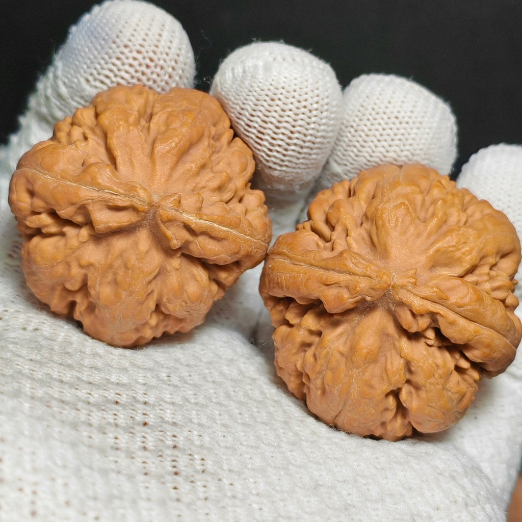 Tyrannosaurus Rex Wenwan Walnut · 35mm · Natural · Sourcing Pick