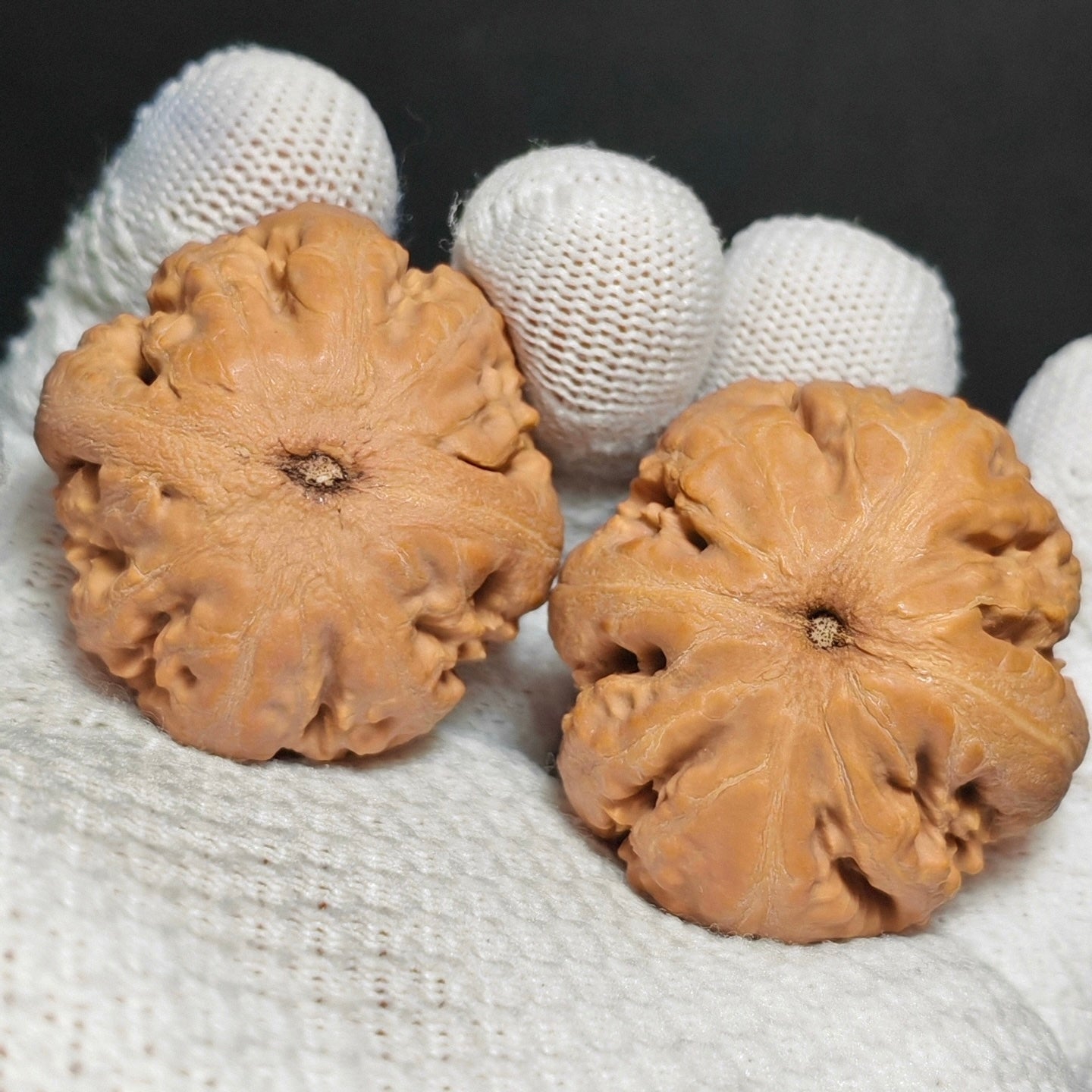 Tyrannosaurus Rex Wenwan Walnut · 35mm · Natural · Sourcing Pick