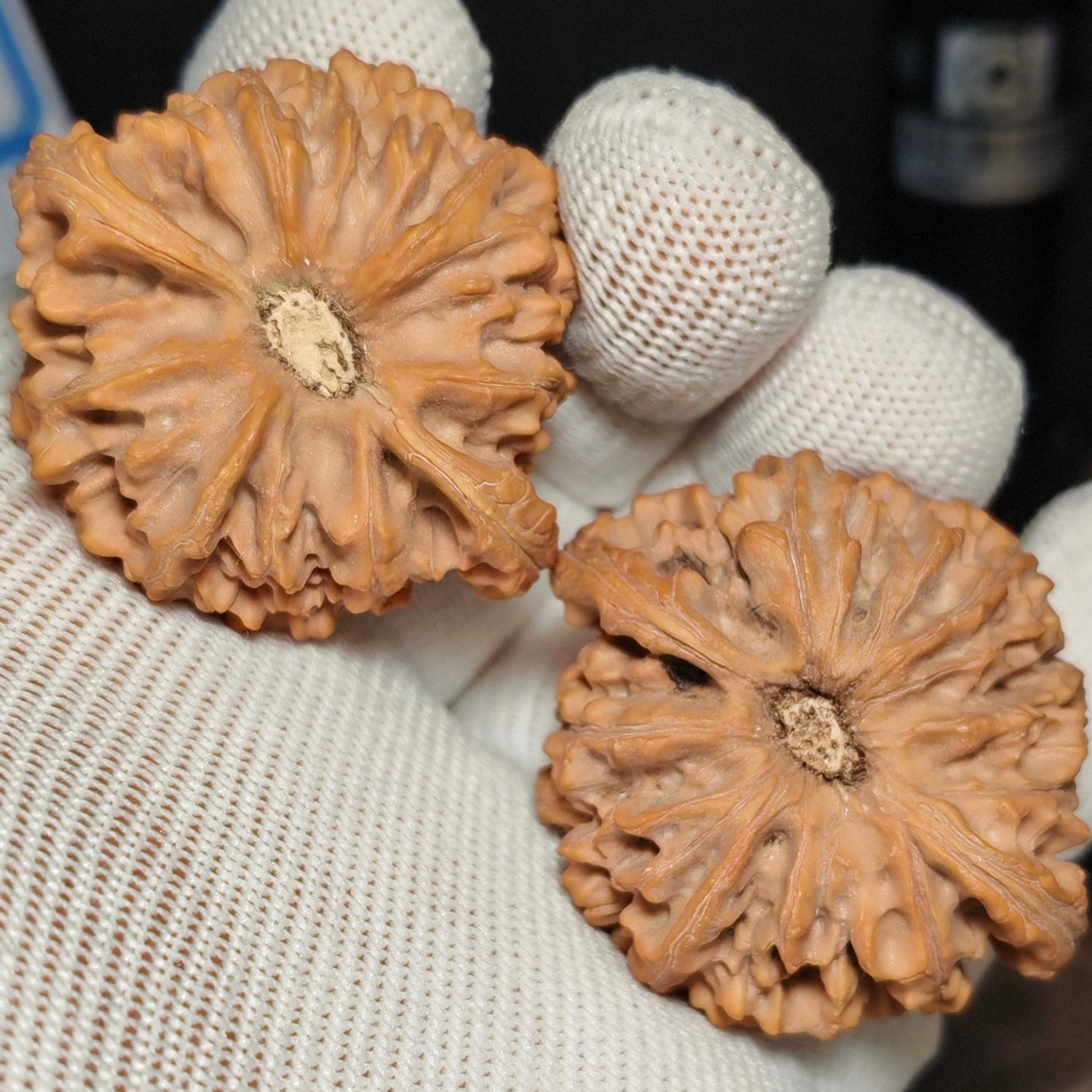 Longmen Jian  Wenwan Walnut · 44mm · Natural · Sourcing Pick