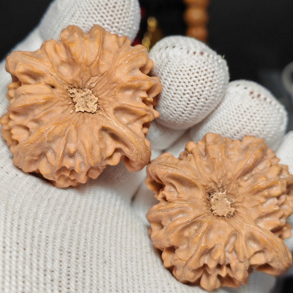 Longmen Jian Wenwan Walnut · 41mm · Natural · Sourcing Pick