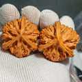 Thick Ribs Three Ridges  Wenwan Walnut · 41mm · Natural · Sourcing Pick