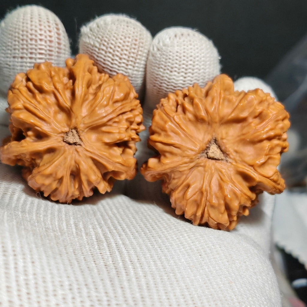 Thick Ribs Three Ridges  Wenwan Walnut · 41mm · Natural · Sourcing Pick