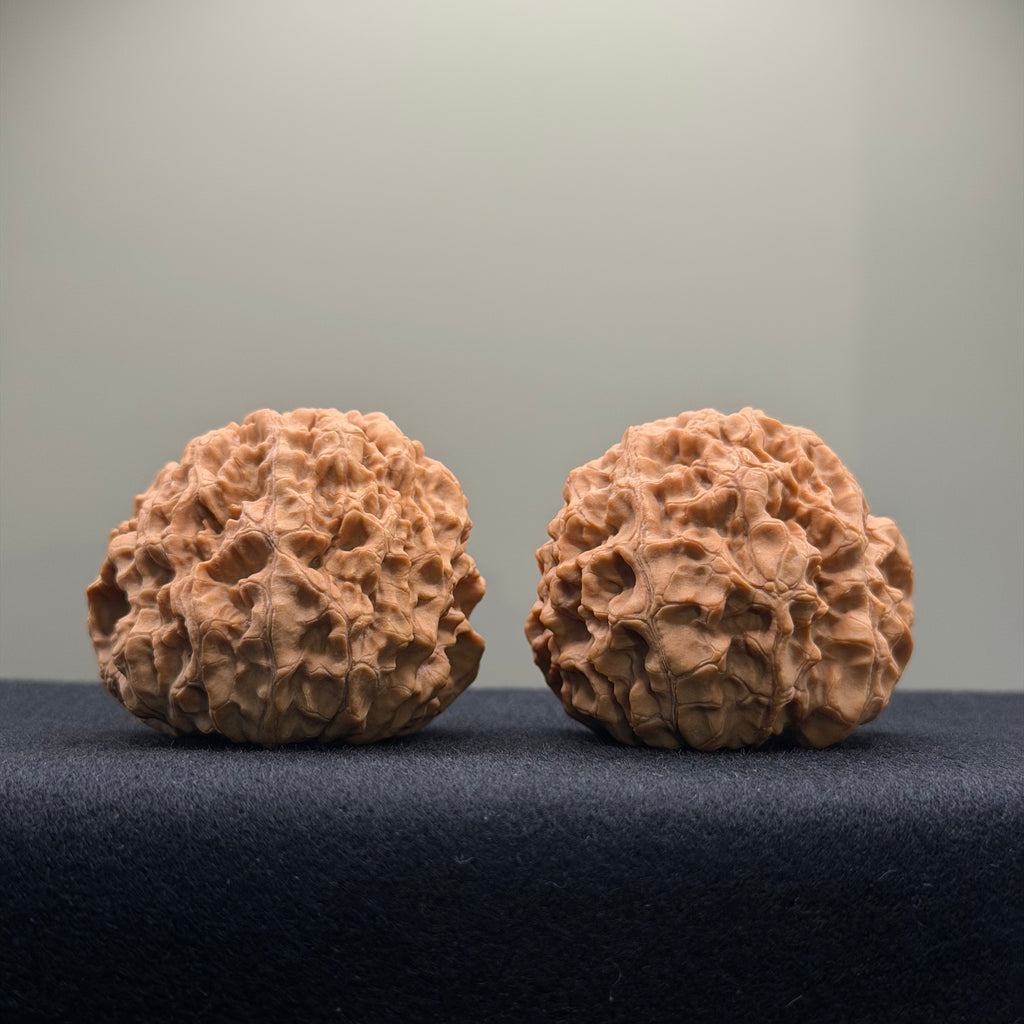 Snake Head Wenwan Walnut  · 43mm · Natural · Premium Ritual