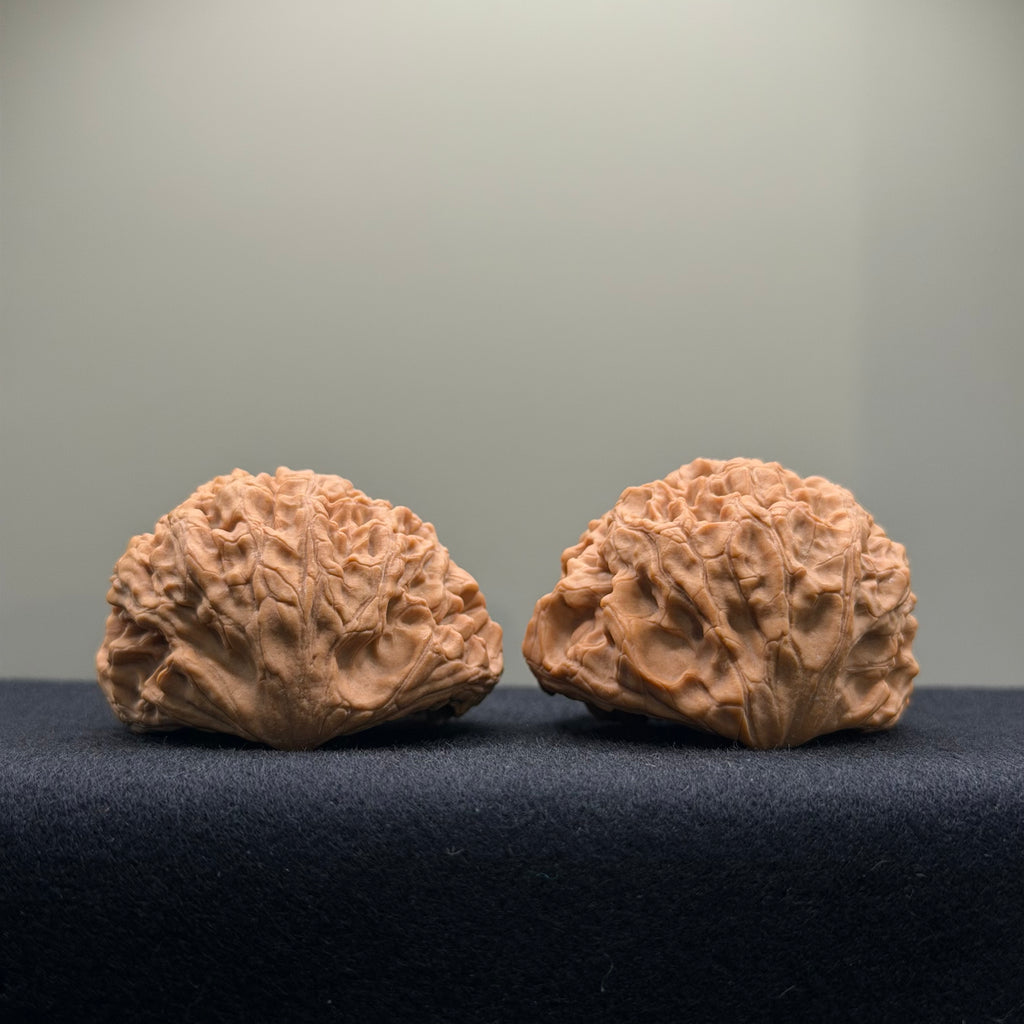 Snake Head Wenwan Walnut  · 43mm · Natural · Premium Ritual