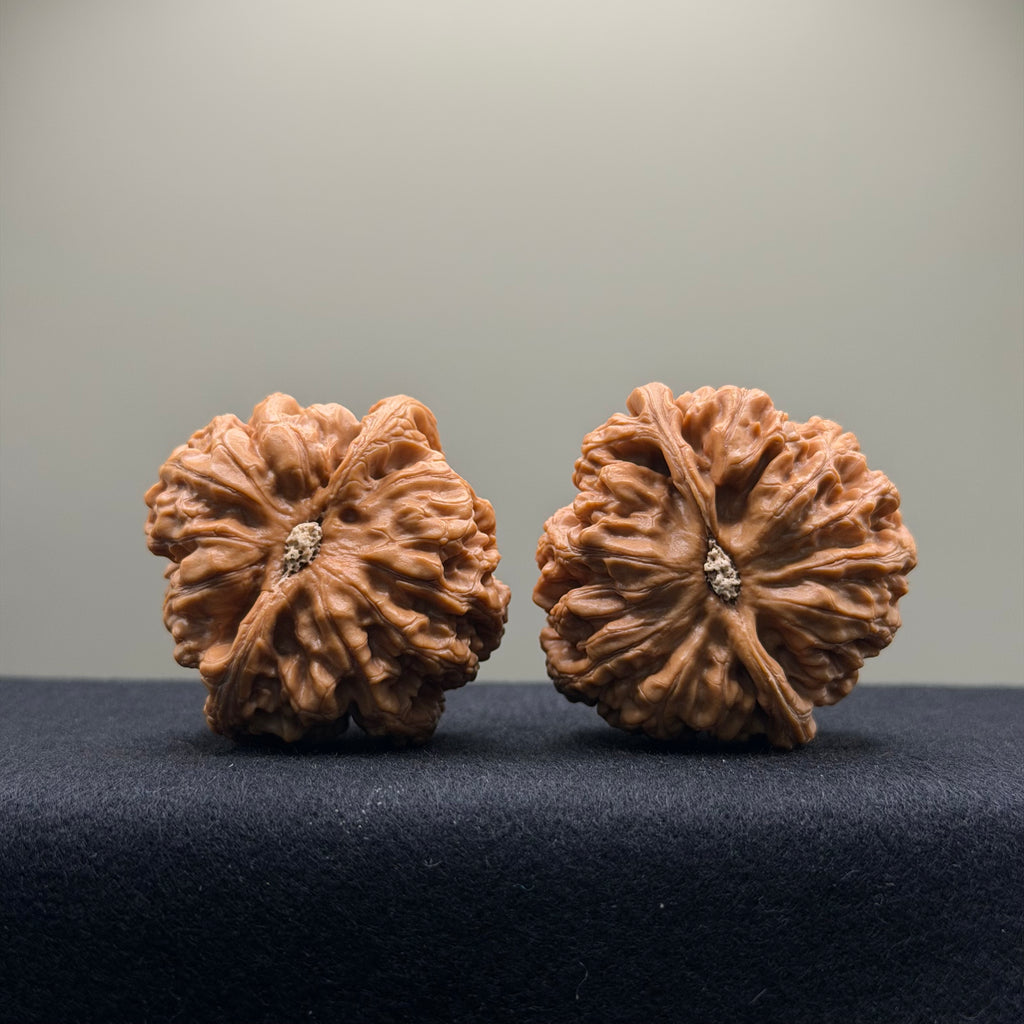 Thick Rib Lion Head Wenwan Walnut · 43mm · Select Ritual