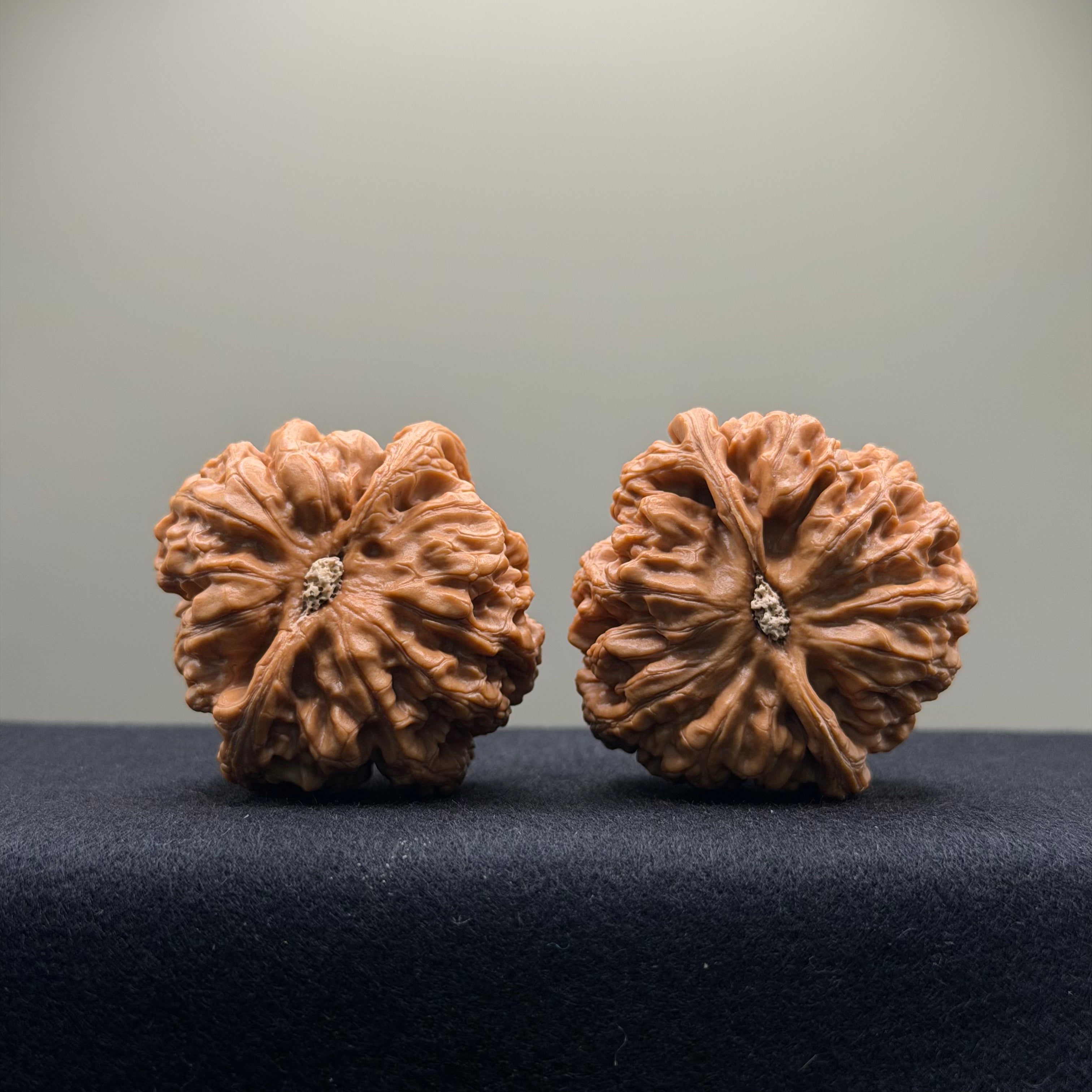 Thick Rib Lion Head Wenwan Walnut · 43mm · Select Ritual