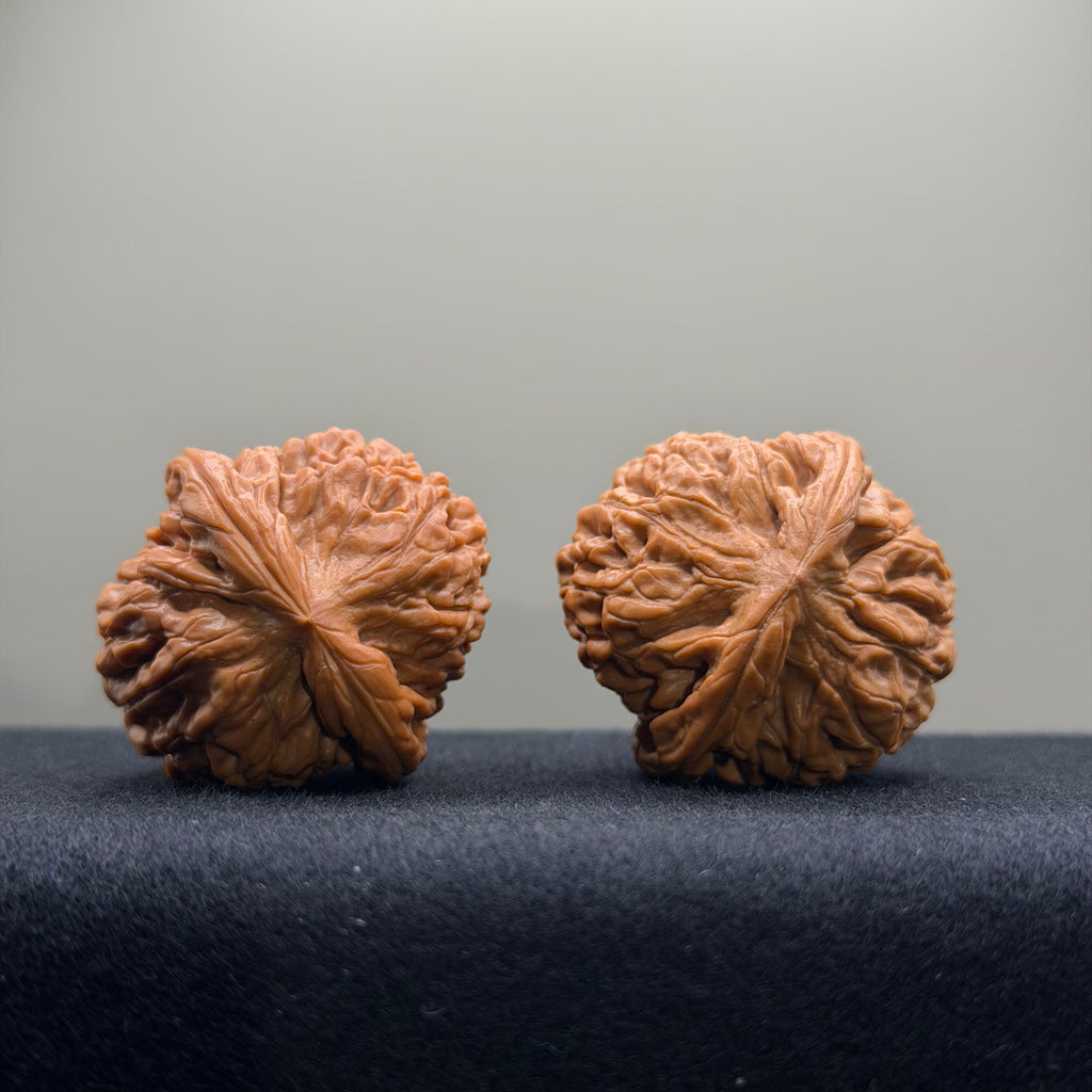 Lotus Tiger Head Walnut Wenwan Walnut · 37mm · Premium Ritual