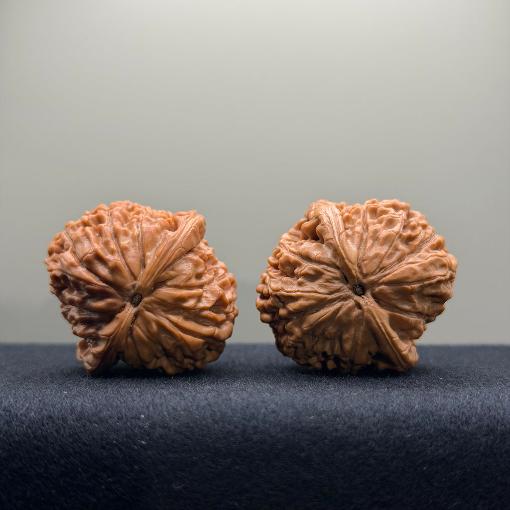 Lotus Tiger Head Walnut Wenwan Walnut · 37mm · Premium Ritual