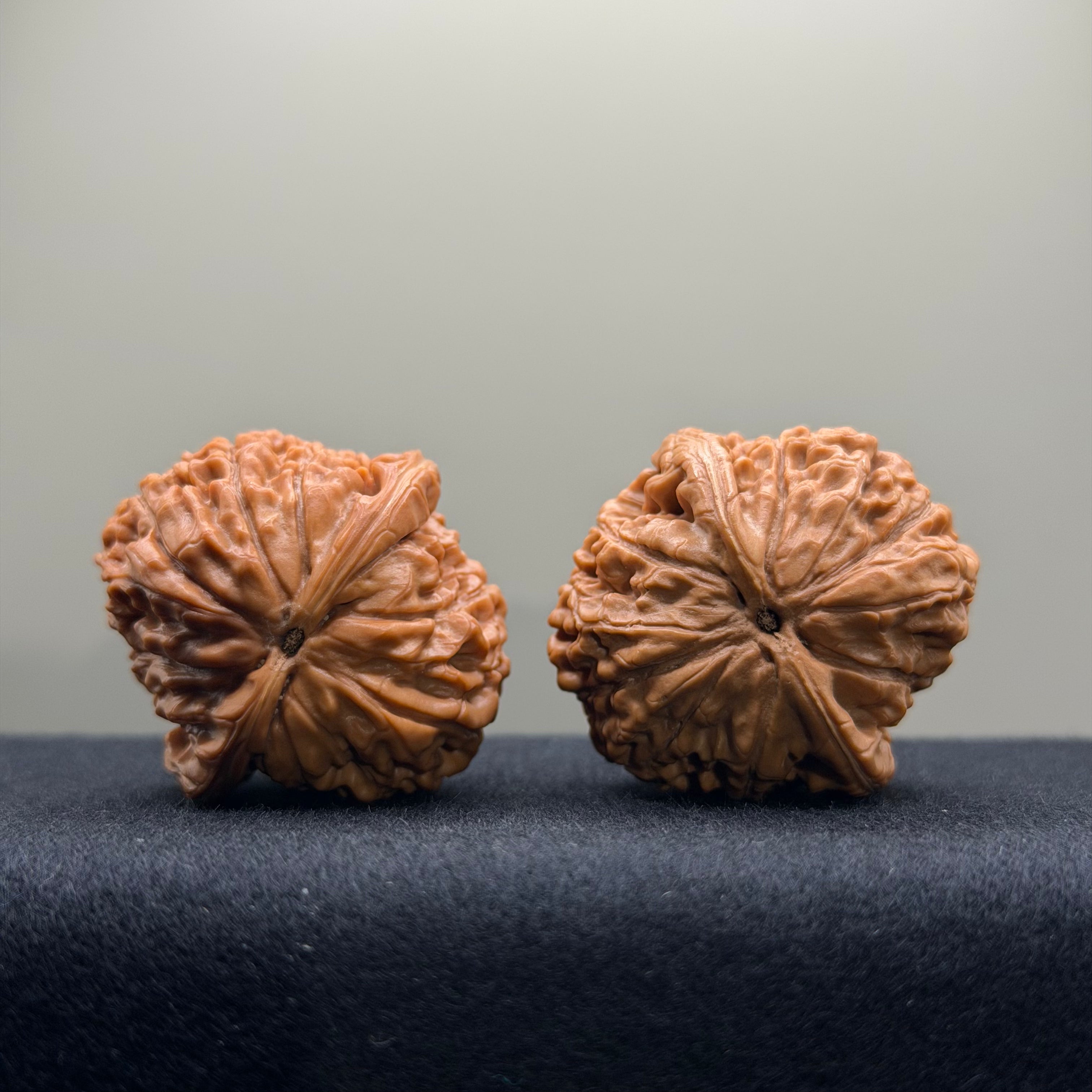 Lotus Tiger Head Walnut Wenwan Walnut · 37mm · Premium Ritual