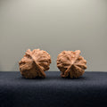 WalnutRitual Exclusive · First Love Wenwan Walnut · 34mm · Natural · Entry Ritual