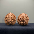 WalnutRitual Exclusive · First Love Wenwan Walnut · 37mm · Natural · Entry Ritual