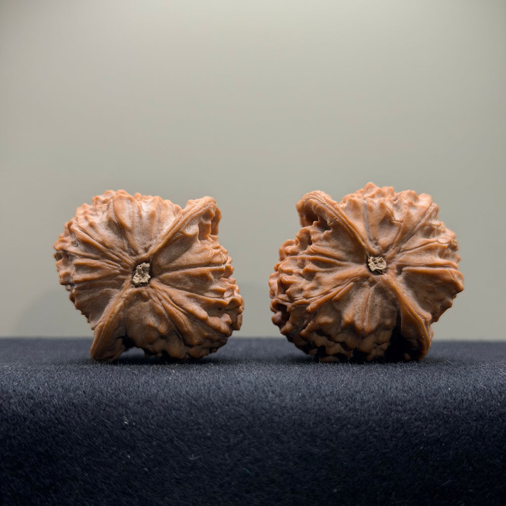 Wild · Wukong Wenwan Walnut  · 40mm · Natural · Collector Ritual