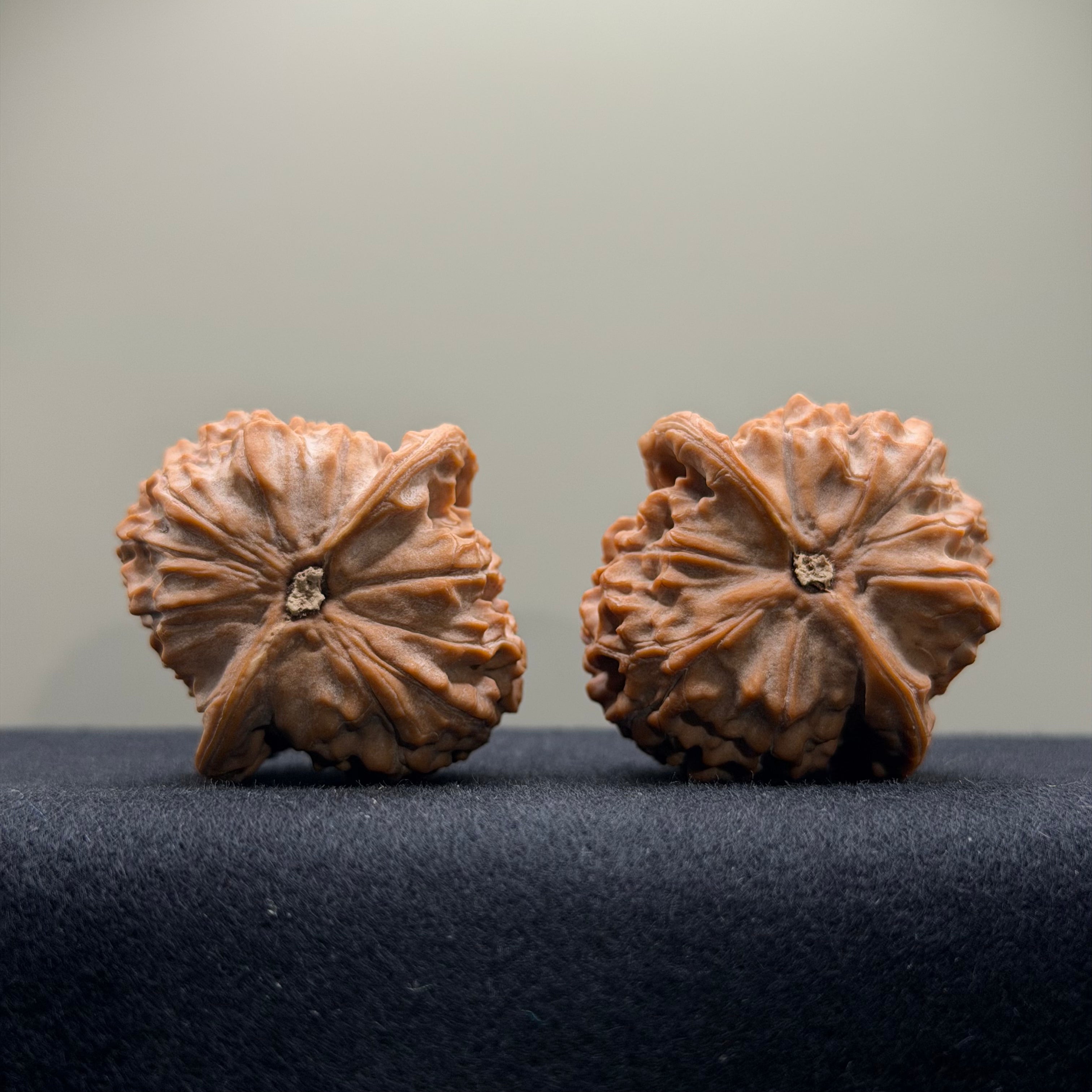 Wild · Wukong Wenwan Walnut  · 40mm · Natural · Collector Ritual