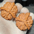 Three Ridge Wenwan Walnut · 43mm · Sourcing Pick