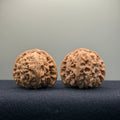 White Lion Wenwan Walnut · 39mm · Natural · Entry Ritual