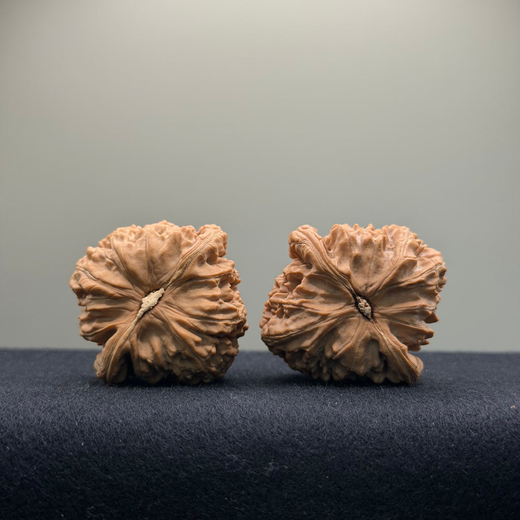 White Lion Wenwan Walnut · 39mm · Natural · Entry Ritual