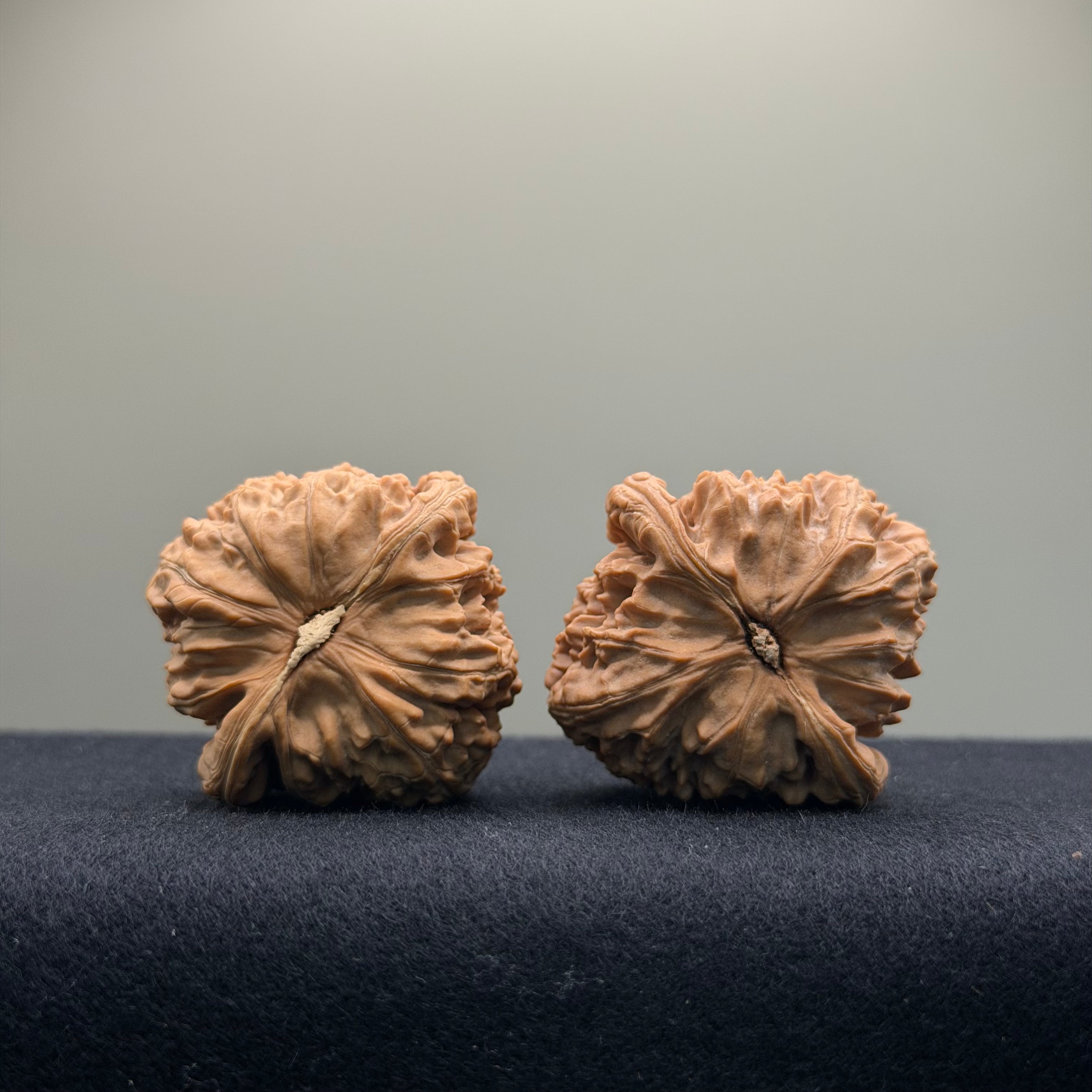 White Lion Wenwan Walnut · 39mm · Natural · Entry Ritual