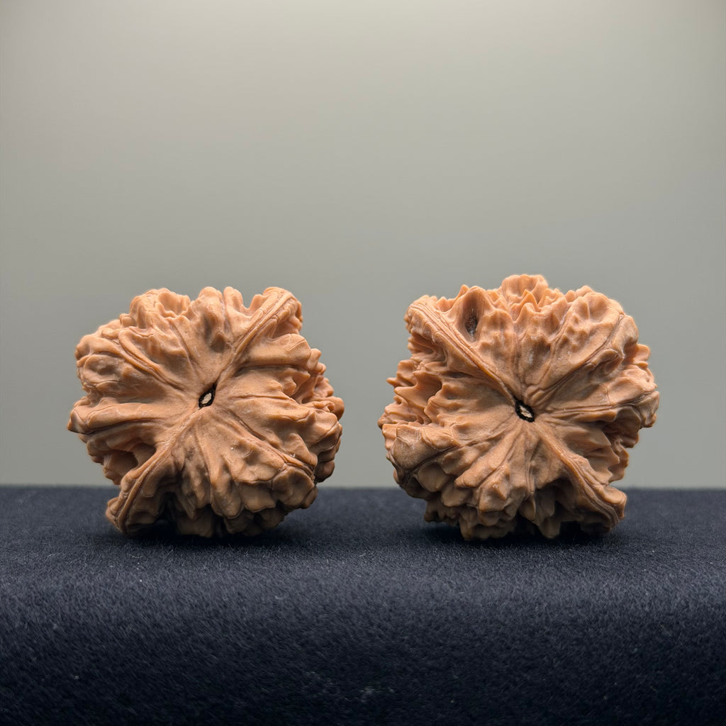 Official Hat Wenwan Walnut · 43mm · Natural ·Select Ritual