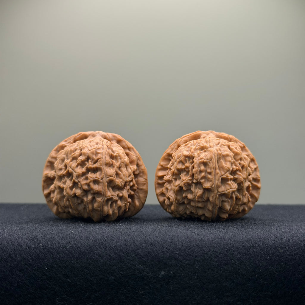 White Lion Wenwan Walnut · 38mm · Natural · Entry Ritual