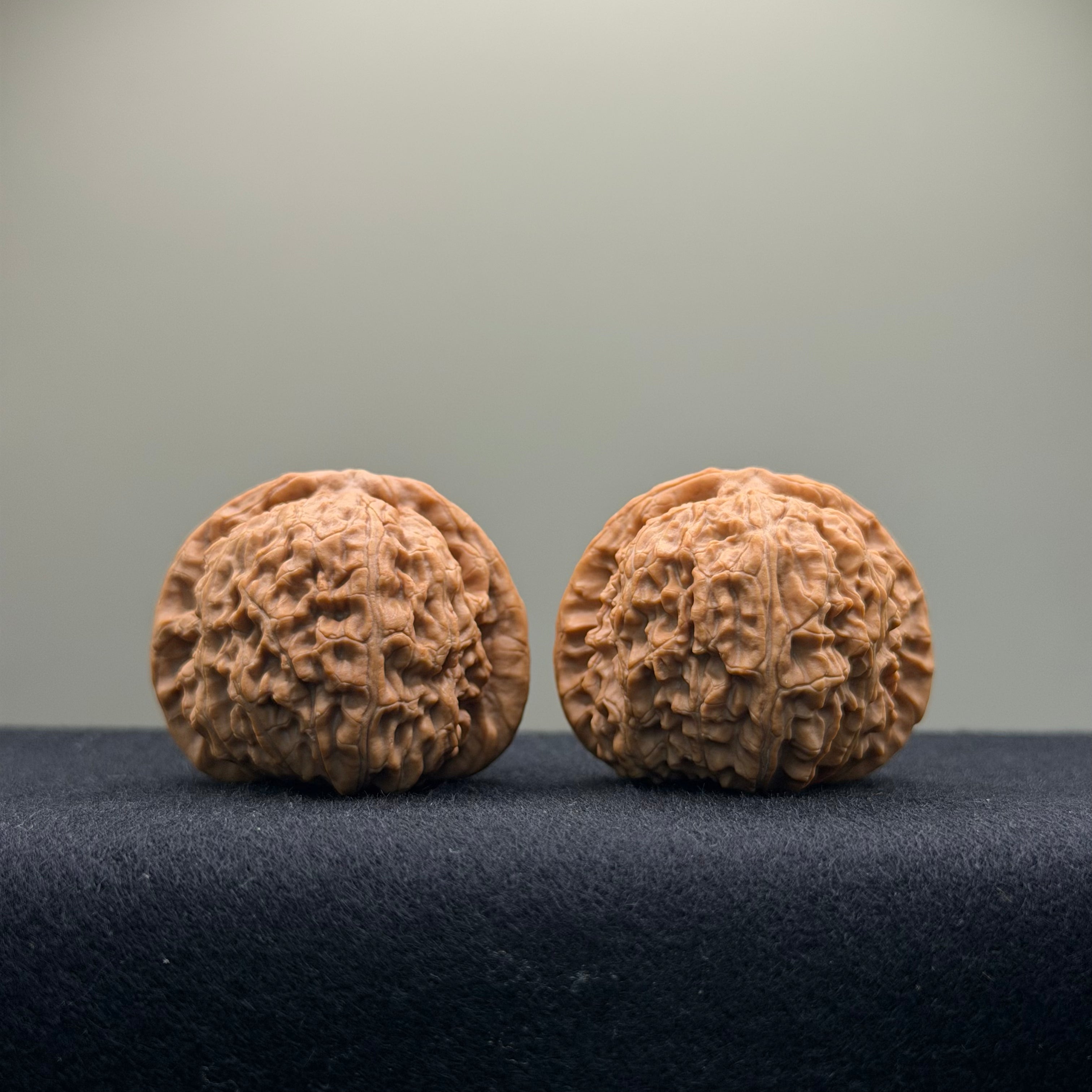 White Lion Wenwan Walnut · 38mm · Natural · Entry Ritual
