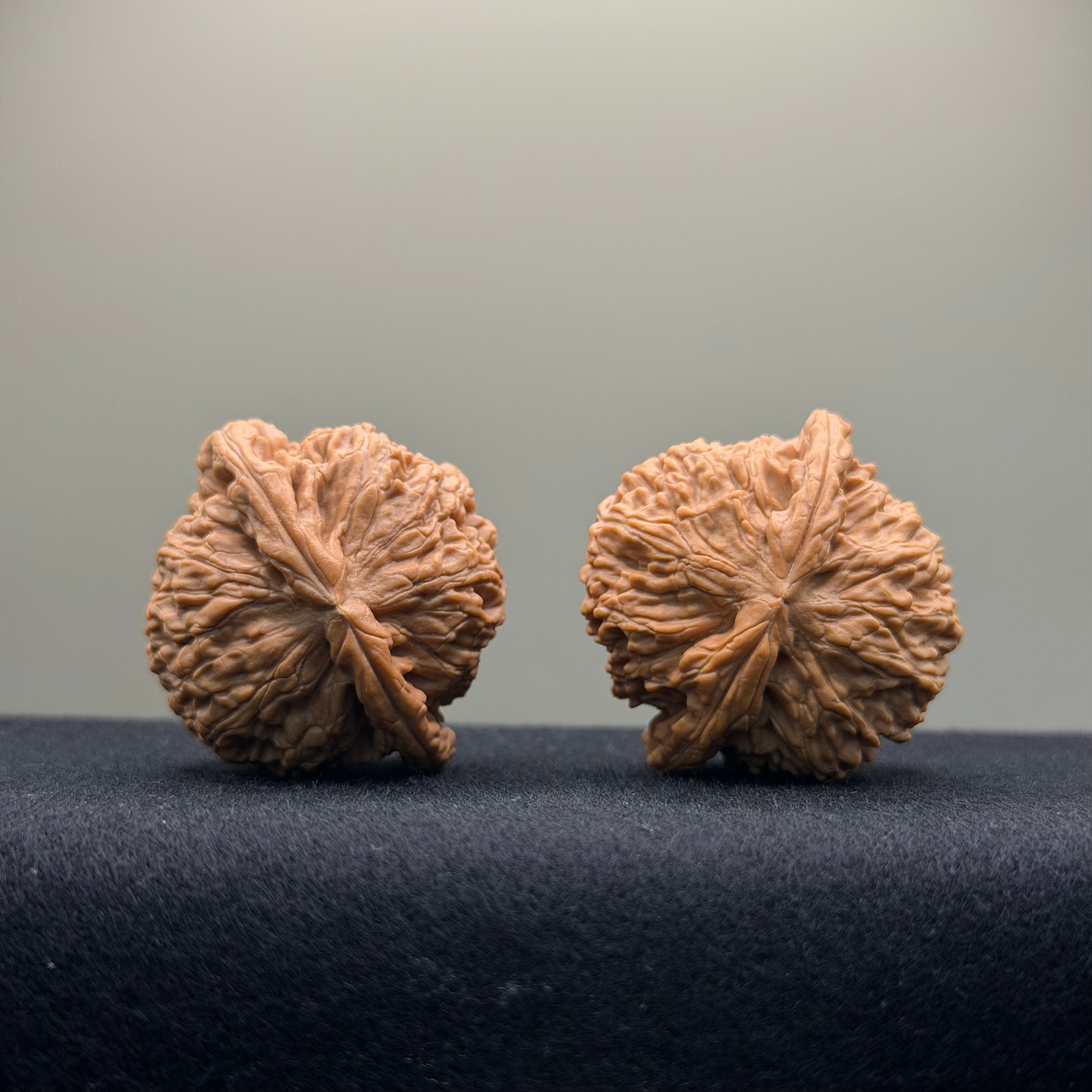 White Lion Wenwan Walnut · 38mm · Natural · Entry Ritual