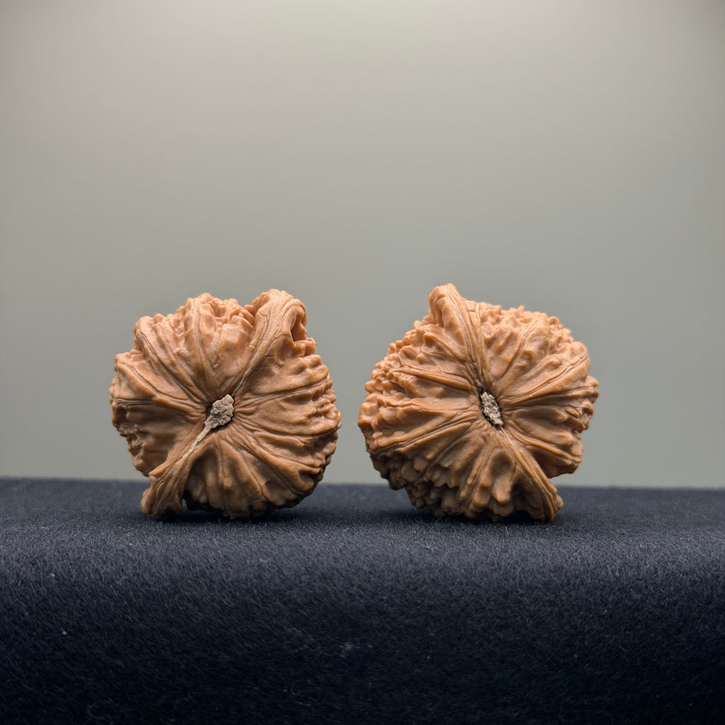 White Lion Wenwan Walnut · 38mm · Natural · Entry Ritual