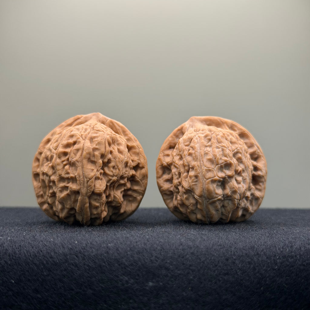 Loach Back Wenwan Walnut ·36mm · Natural · Entry Ritual