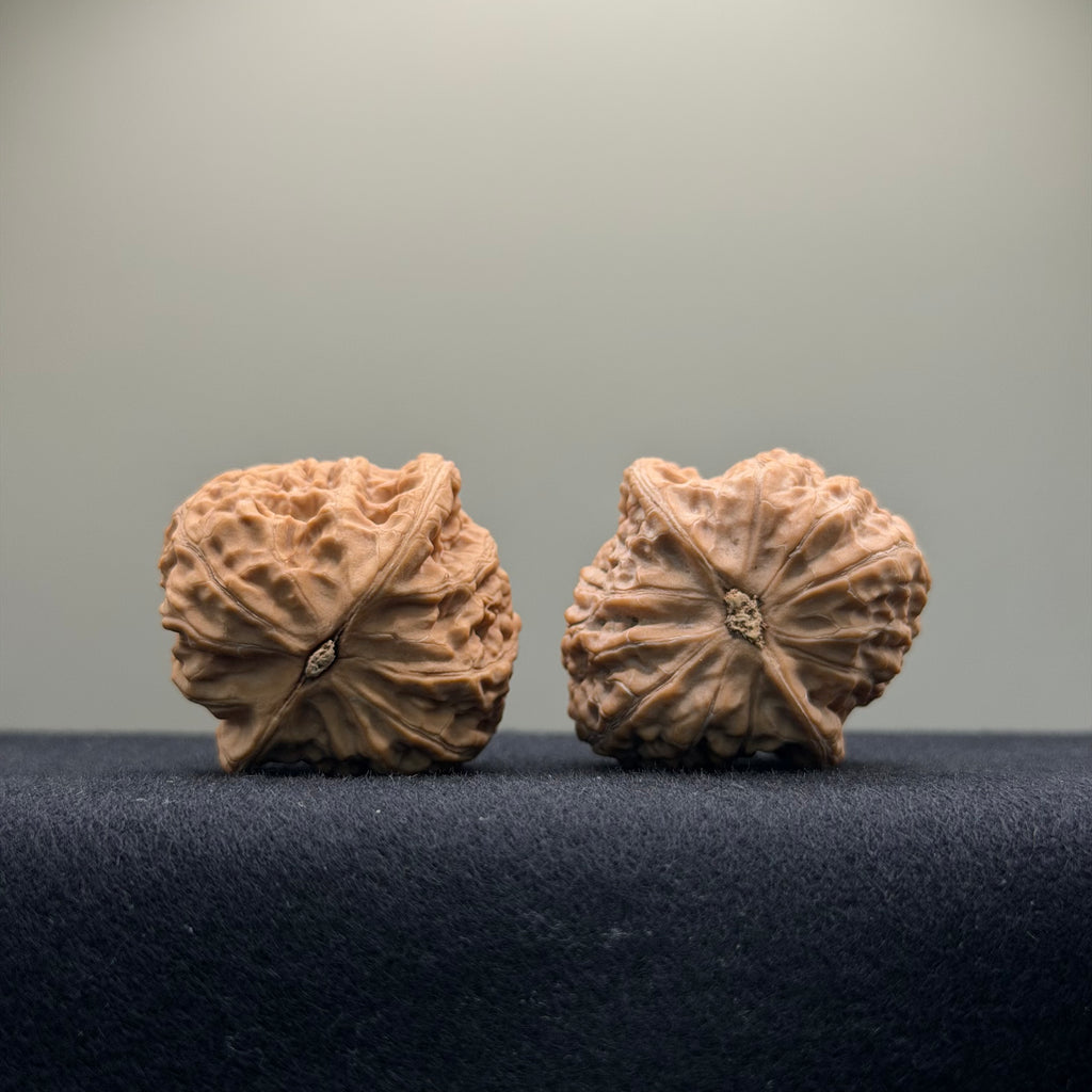 Loach Back Wenwan Walnut ·36mm · Natural · Entry Ritual