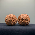 Phoenix Terrace Wenwan Walnut · 36mm · Natural · Select Ritual