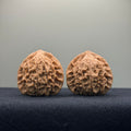 Xiayunling Wenwan Walnut · 37mm · Natural · Select Ritual