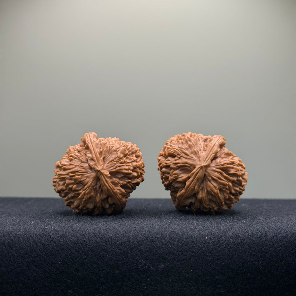 Emperor Qin Wenwan Walnut · 35mm · Select Ritual