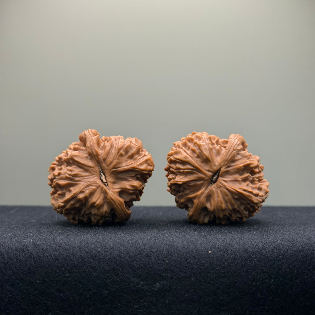 Emperor Qin Wenwan Walnut · 35mm · Select Ritual