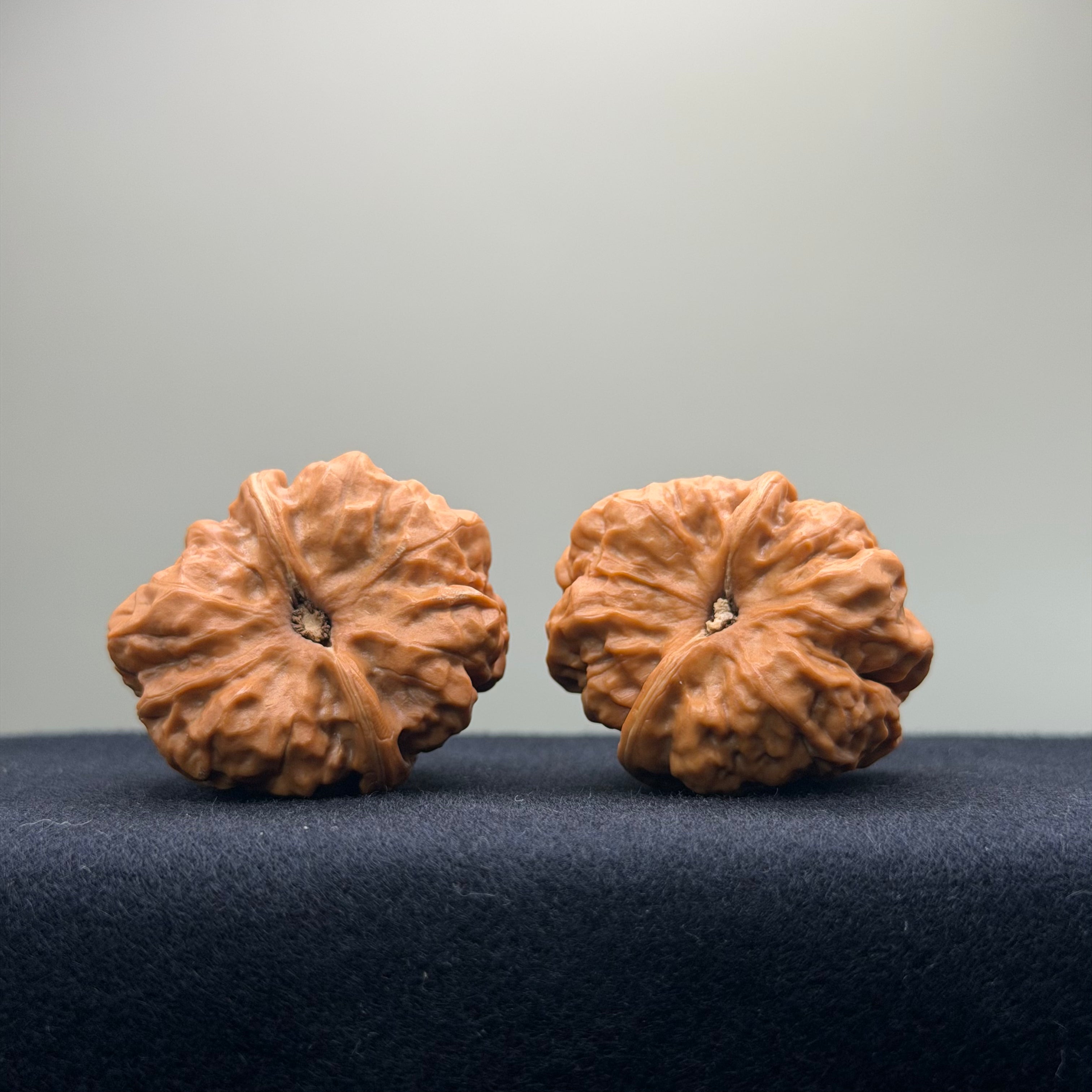Tri-Edge Toad Head Wenwan Walnut · 37mm · Collector Ritual