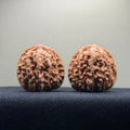 Four Towers Wenwan Walnut · 42mm · Natural · Select Ritual