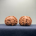 White Lion Wenwan Walnut · 42mm · Select Ritual