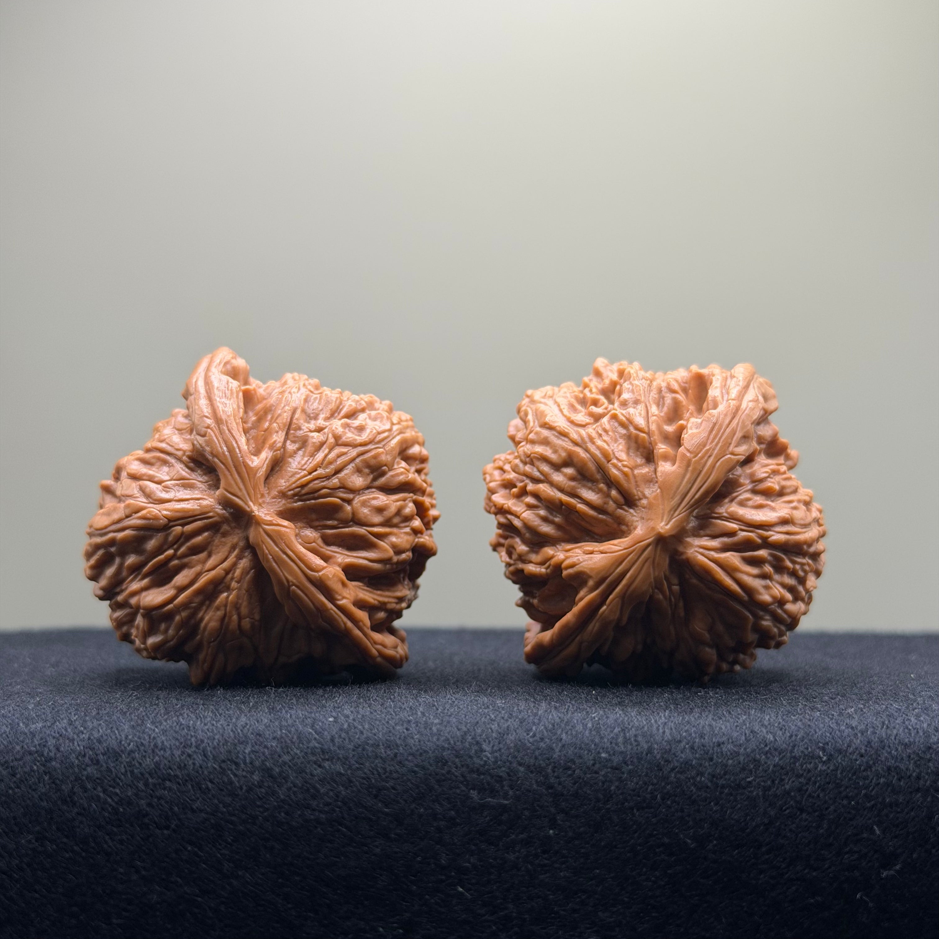 White Lion Wenwan Walnut · 42mm · Select Ritual