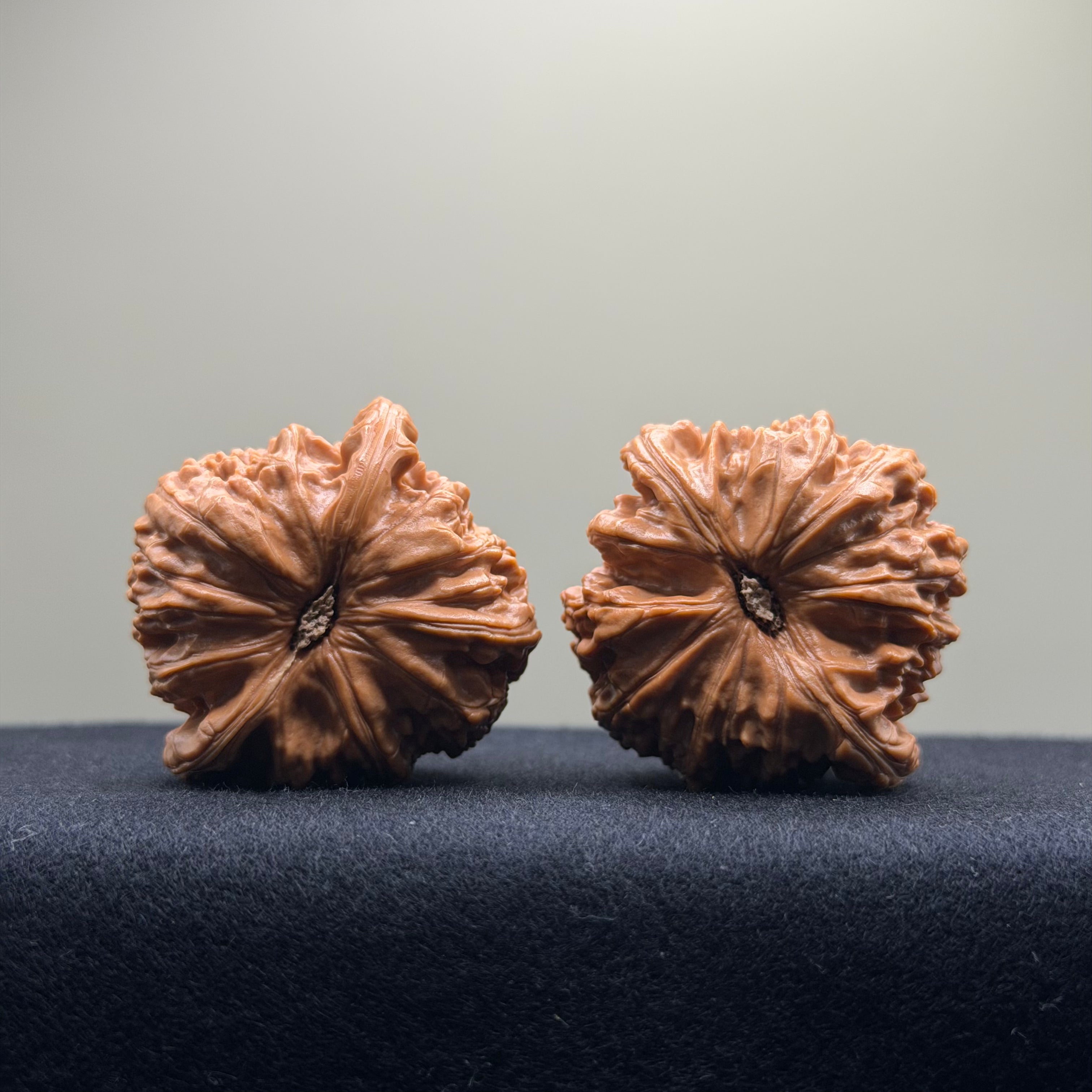 White Lion Wenwan Walnut · 42mm · Select Ritual