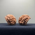 Snake Head Wenwan Walnut  · 35mm · Natural · Select Ritual