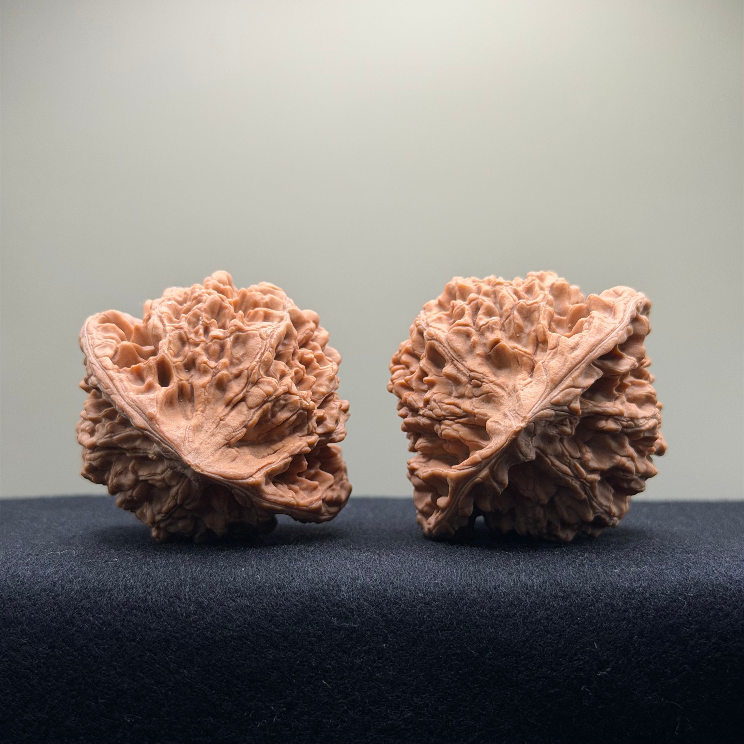 Official Hat Wenwan Walnut · 53mm · Natural ·Premium Ritual