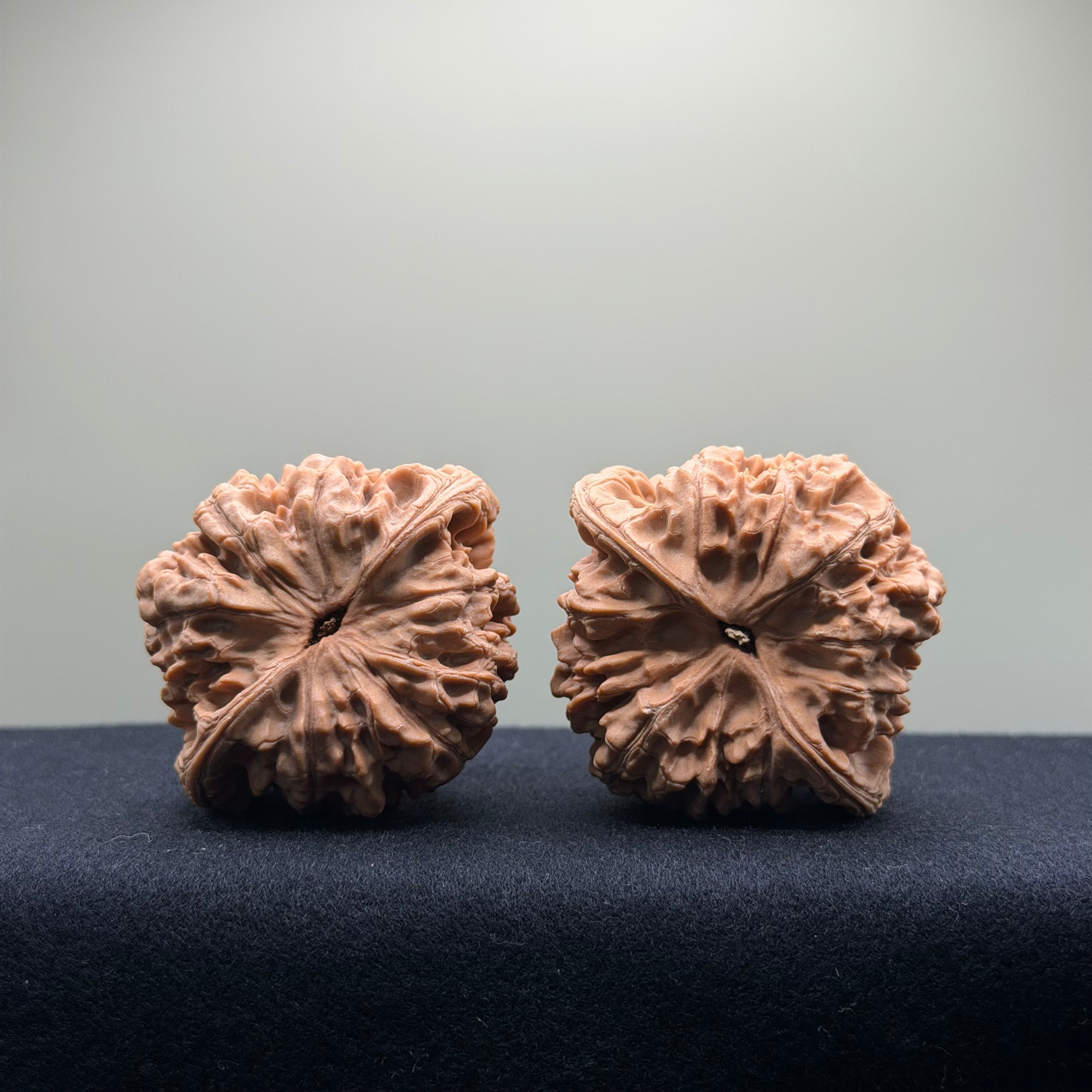 Official Hat Wenwan Walnut · 53mm · Natural ·Premium Ritual