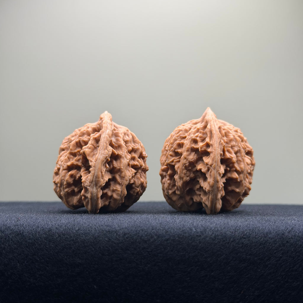 Coiled Dragon Tiger Head Wenwan Walnut · 37mm · Natural · Entry Ritual
