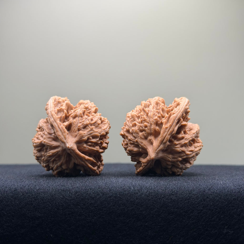 Coiled Dragon Tiger Head Wenwan Walnut · 37mm · Natural · Entry Ritual