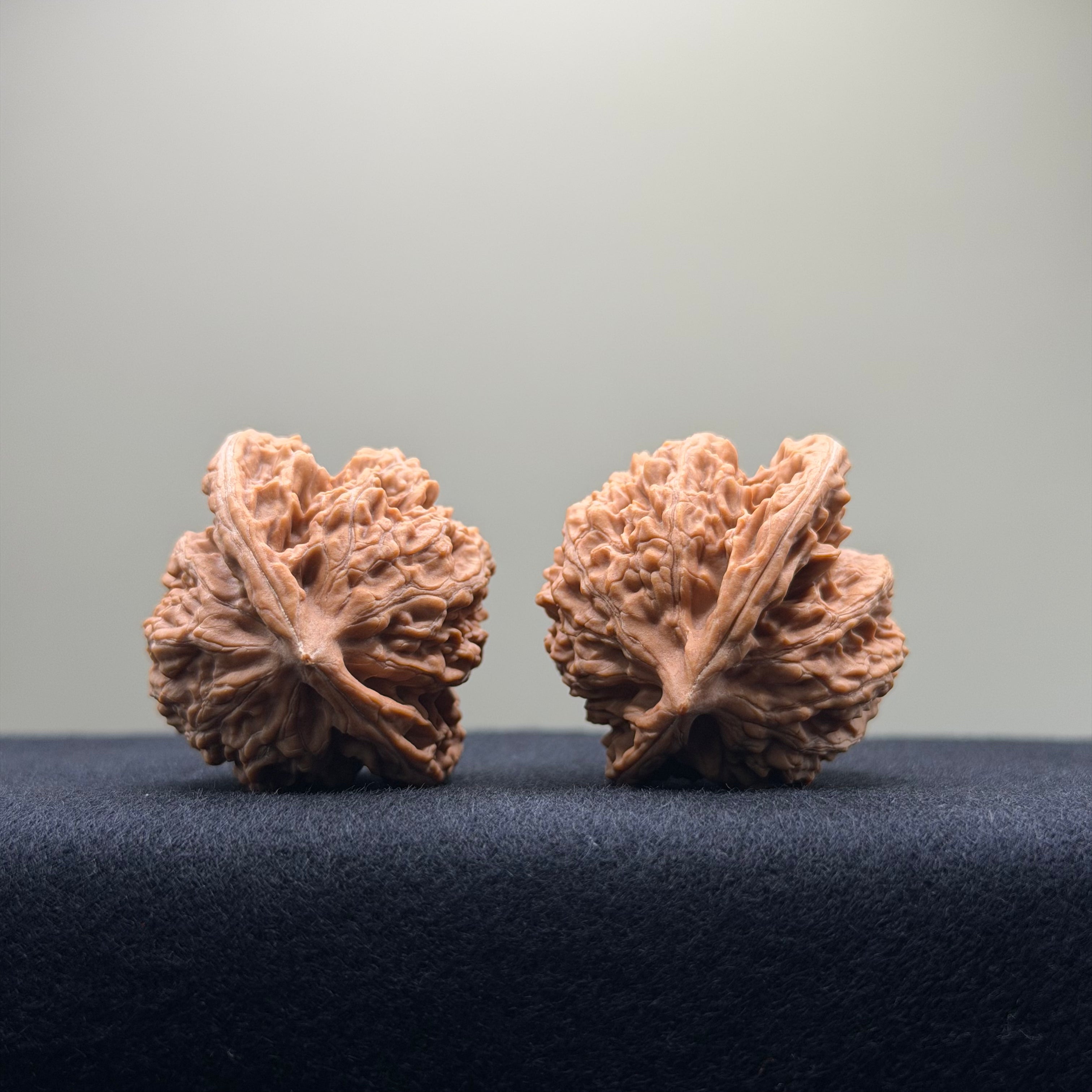 Coiled Dragon Tiger Head Wenwan Walnut · 37mm · Natural · Entry Ritual