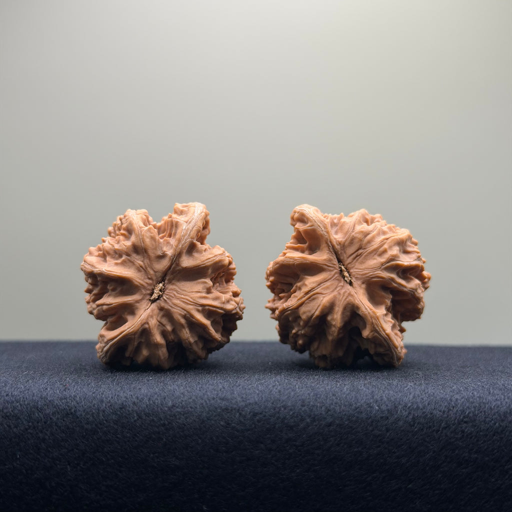 Coiled Dragon Tiger Head Wenwan Walnut · 37mm · Natural · Entry Ritual