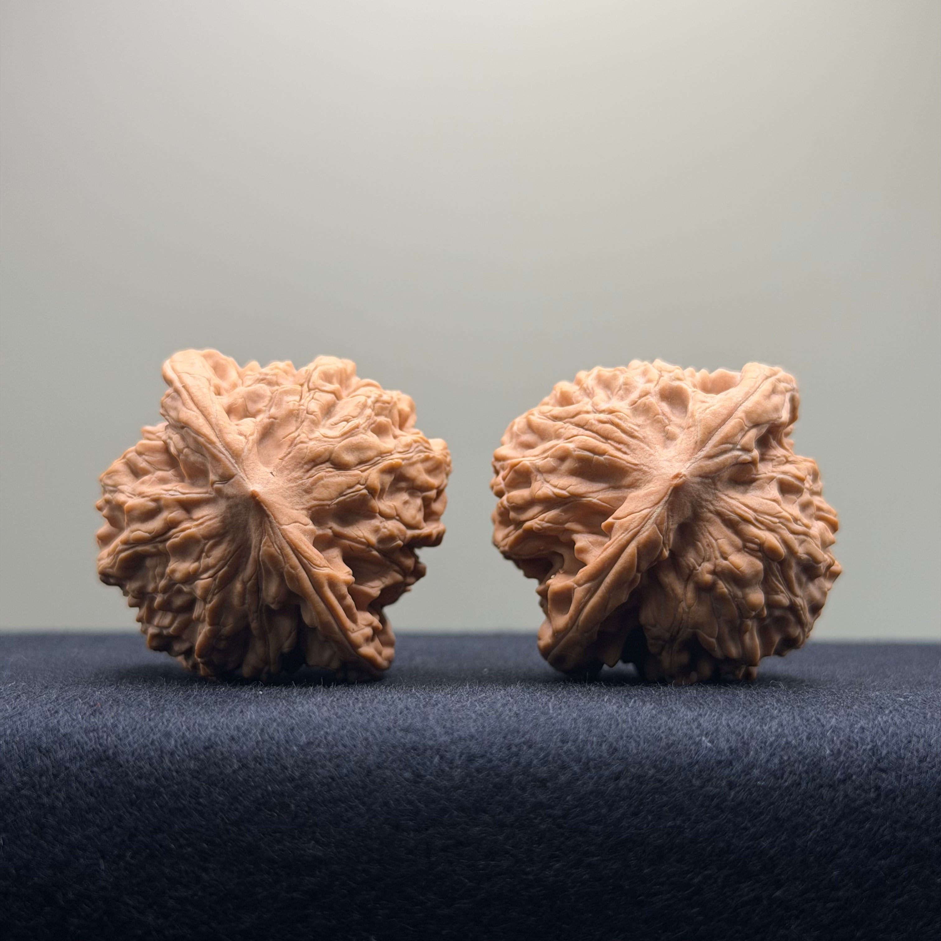 Coiled Dragon Tiger Head Wenwan Walnut · 39mm · Natural · Entry Ritual