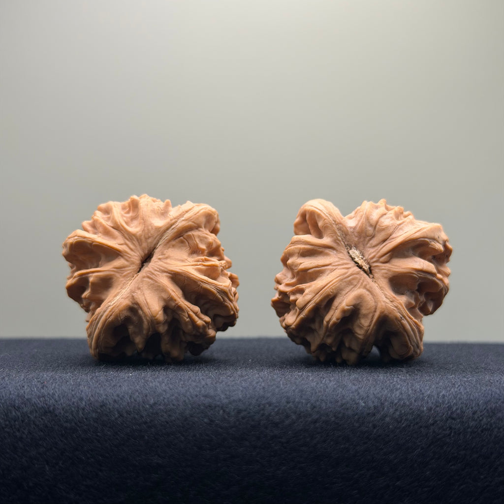 Coiled Dragon Tiger Head Wenwan Walnut · 39mm · Natural · Entry Ritual