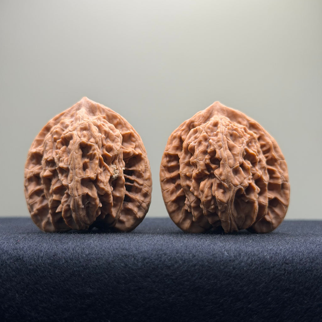 Coiled Dragon Tiger Head Wenwan Walnut · 38mm · Natural · Entry Ritual