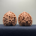 Coiled Dragon Tiger Head Wenwan Walnut · 38mm · Natural · Entry Ritual